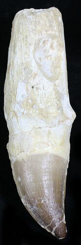 Rooted Mosasaur (Prognathodon) Tooth #21983